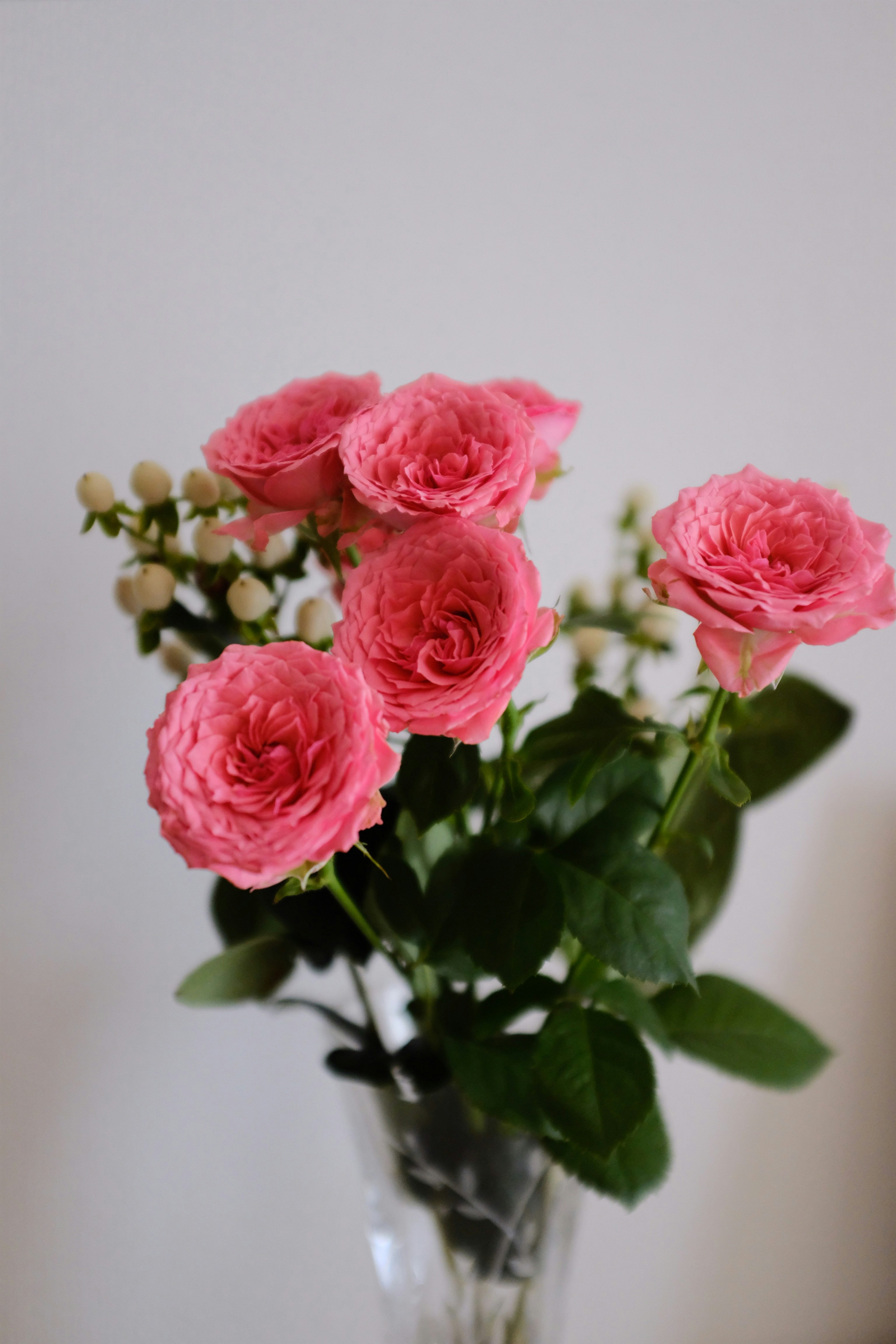 pink petaled flowers